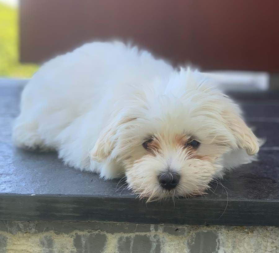 We have a new family member